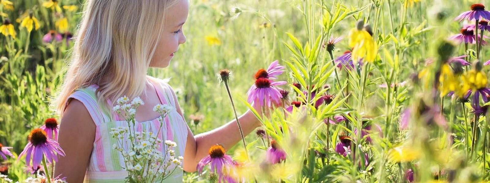 Mała dziewczynka zbierająca kwiatki na łące